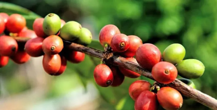 Diriá Coffee Tour, Hojancha — Sámara, Costa Rica
