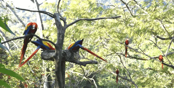 Scarlet Macaws at Punta Islita — Sámara, Costa Rica