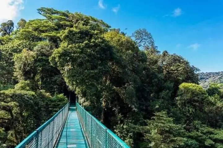 Monteverde Treetops: Hanging Bridges & Sloths — Sámara, Costa Rica